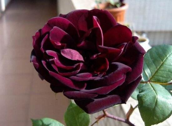 路易十四玫瑰怎么种植，四个步骤手把手教你种植