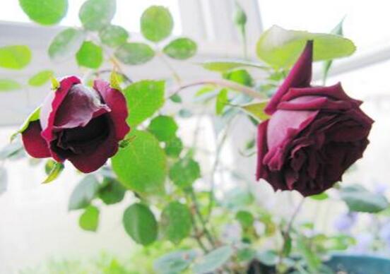 路易十四玫瑰怎么种植，四个步骤手把手教你种植