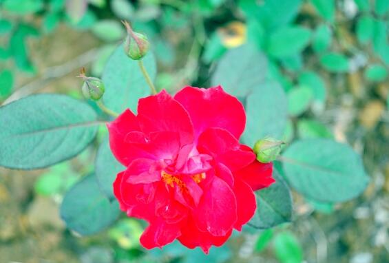 玫瑰花怎么养可以花繁叶茂，掌握五个养护技巧就能实现