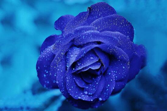 蓝色妖姬是玫瑰花吗，转基因品种/染了色的玫瑰或月季
