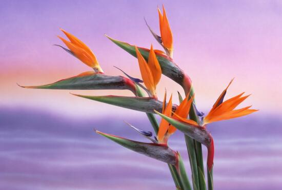鹤望兰名字的由来，花朵酷似仙鹤头部而得名