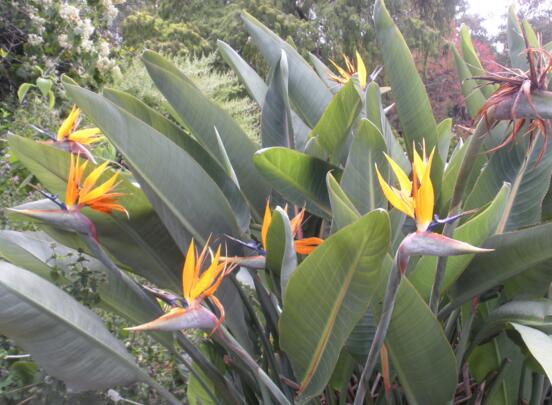 鹤望兰名字的由来，花朵酷似仙鹤头部而得名