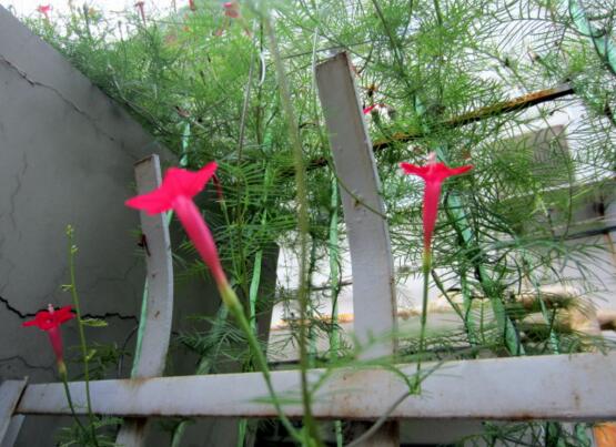 茑萝的花语和植物文化 依附生存忙碌生长 象征着积极向上 花语网