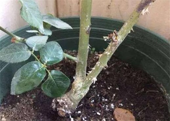 双线竹芋的虫害及防治方法，喷洒相关药剂防治