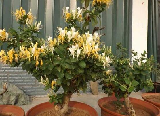 金银花适合室内种植吗，不适合/会生长缓慢不开花