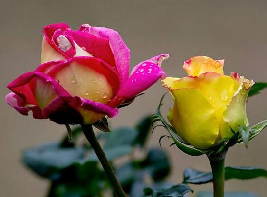 玫瑰的传说和花语，盘点各种颜色朵数玫瑰花的象征意义