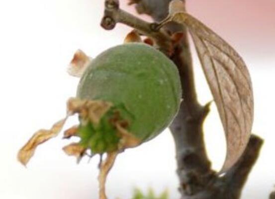 腊梅花种子能种吗(附图片)，腊梅花种子的种植方法