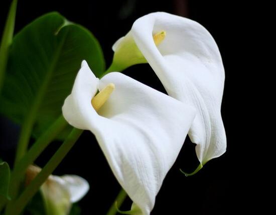 马蹄莲的花语是什么，代表着纯洁无瑕/至死不渝的爱