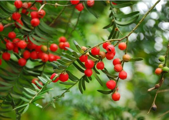 红豆杉扦插繁殖方法，7大要点立刻扦插成活红豆杉