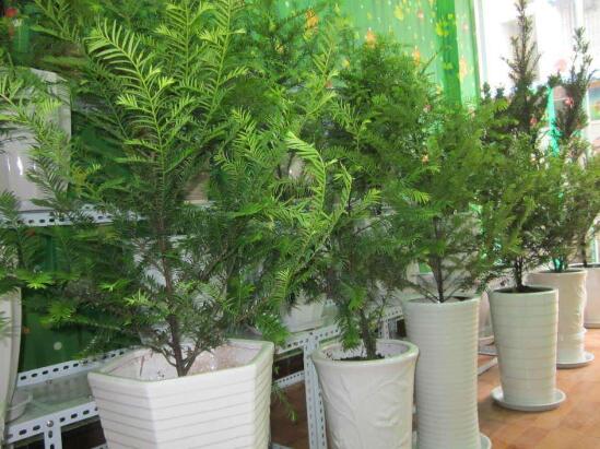 红豆杉扦插繁殖方法，7大要点立刻扦插成活红豆杉