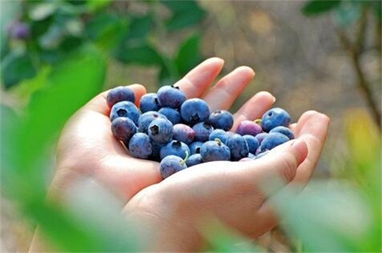 买来的盒装蓝莓要洗吗，要洗/以免残留农药影响健康