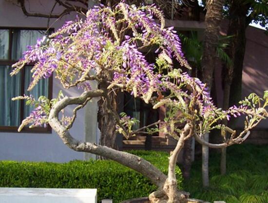 紫藤为什么不开花，详解5种原因及解决方法