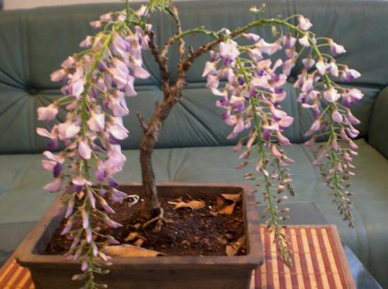 紫藤为什么不开花，详解5种原因及解决方法