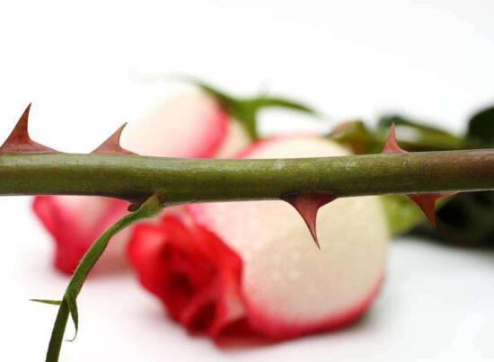 月季和玫瑰的区别，茎刺叶子花期花色和香味都不同