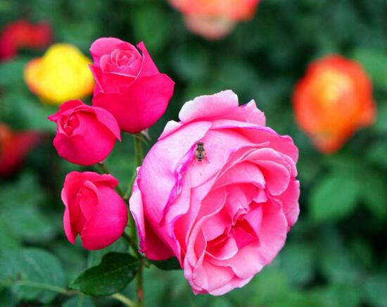 月季和玫瑰的区别，茎刺叶子花期花色和香味都不同