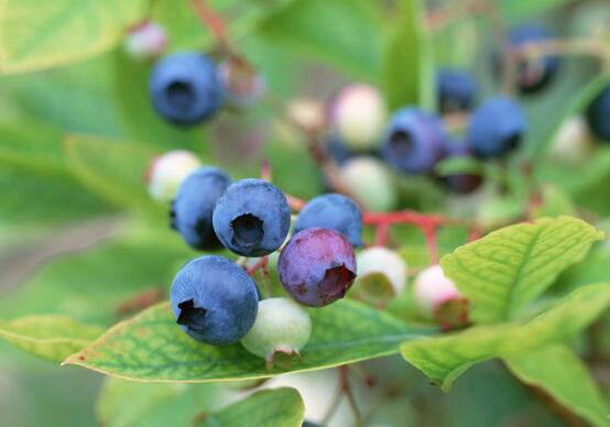 蓝莓吃多了会怎么样，腹胀腹泻体质变寒/容易患病