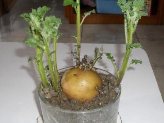 夏天可以种土豆吗，土豆适合在3月/8月种植