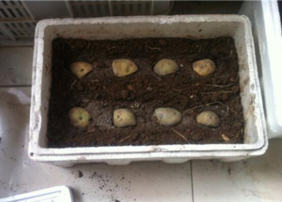 阳台土豆的种植方法，4个步骤让土豆又大又圆