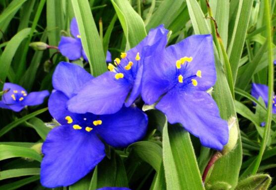 紫露草的养殖方法和注意事项，八个要点让其花繁叶茂