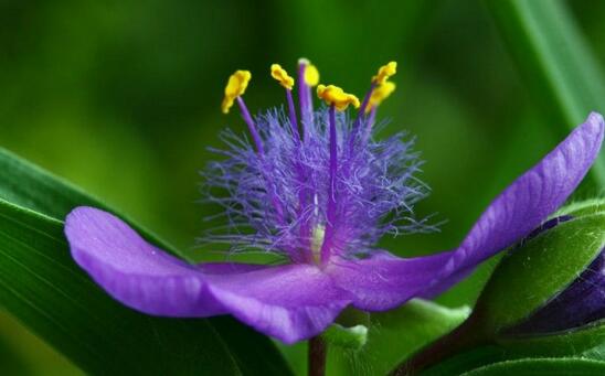 紫露草的养殖方法和注意事项，八个要点让其花繁叶茂