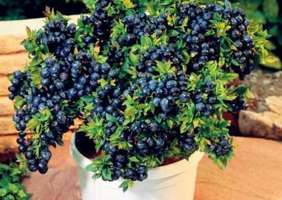 蓝莓种子怎么种，4个步骤种植出美味的蓝莓