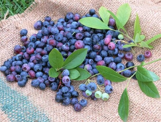 蓝莓牛奶能一起吃吗，不建议一起吃容易腹痛腹泻