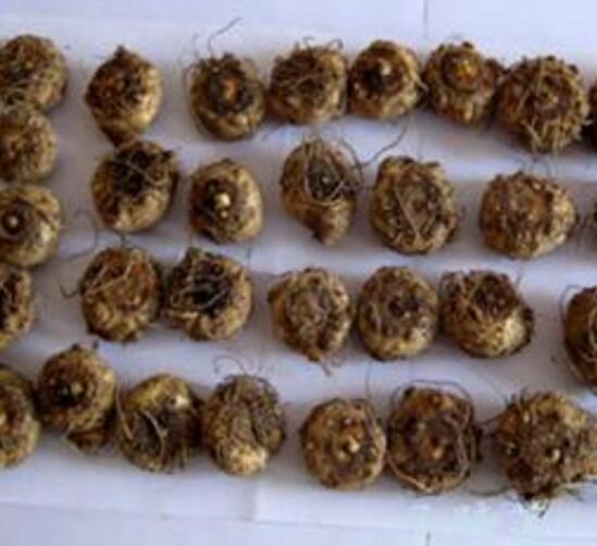 马蹄莲球根的养殖方法，马蹄莲球根及马蹄莲的养殖方法介绍