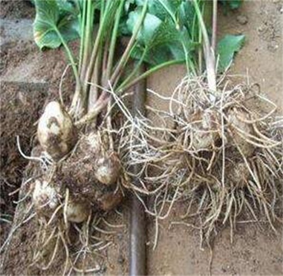 马蹄莲球根的养殖方法，马蹄莲球根及马蹄莲的养殖方法介绍