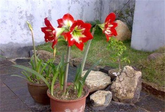 朱顶红一年开几次花，开三次花/朱顶红多开花的养护技巧