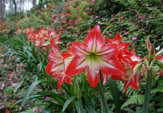 朱顶红一年开几次花，开三次花/朱顶红多开花的养护技巧