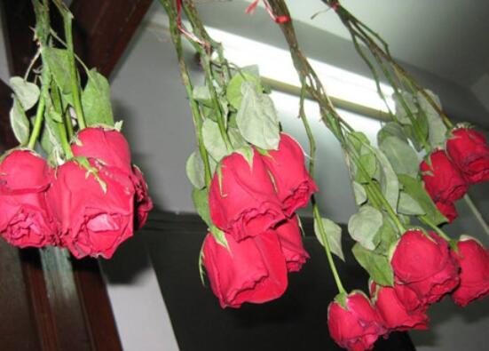 送的玫瑰花怎么保存，扦插种植/插花瓶/制成干花