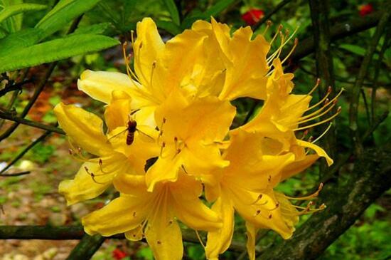 杜鹃花有哪些常见品种，盘点十种最常见的杜鹃花
