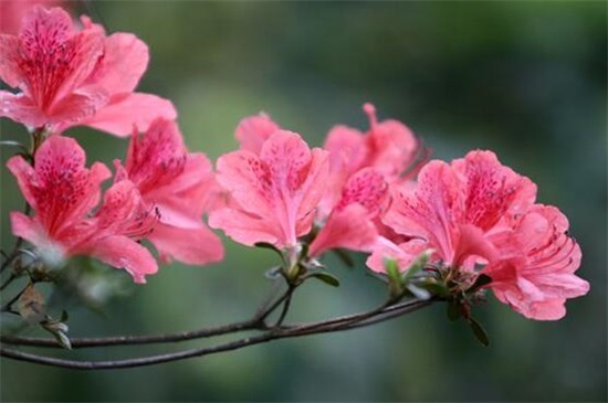 杜鹃花哪个品种好，夏鹃养殖简单/花开繁花满枝头