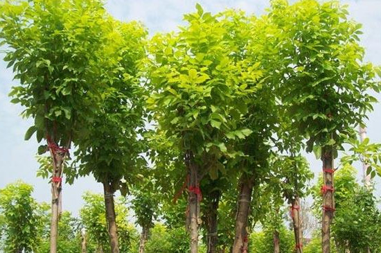 白蜡树的养殖方法及注意事项，三大要点让其枝繁叶茂