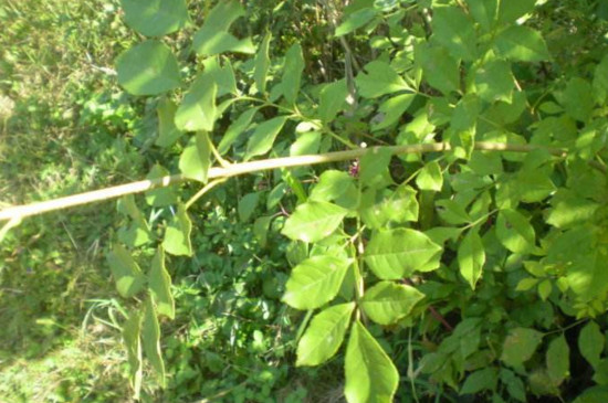 白蜡树的养殖方法及注意事项，三大要点让其枝繁叶茂