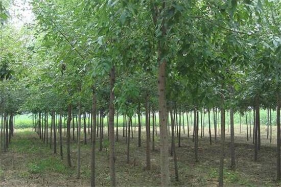 白蜡树一年可长多粗，播种种植一年长2厘米
