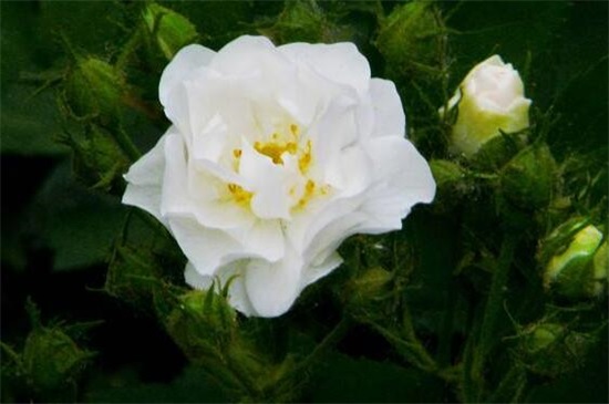 白蔷薇的花语 纯洁的爱情 爱情悄悄地萌发 花语网