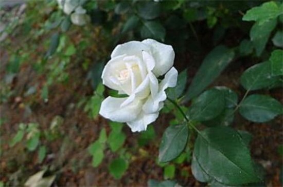 白蔷薇的花语，纯洁的爱情/爱情悄悄地萌发