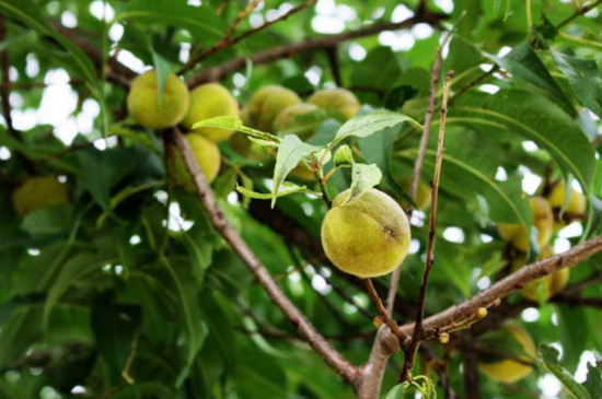 桃树多长时间浇一次水，桃树浇水的方法与注意事项
