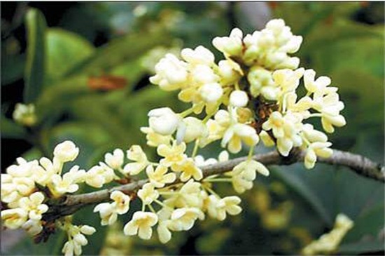 桂花树几月开花，9～10月为主要花期