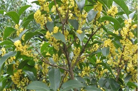 桂花树几月开花，9～10月为主要花期