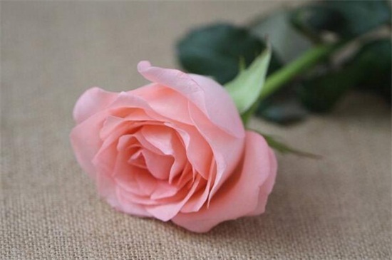 11朵戴安娜玫瑰花语，一心一意/我只属于你