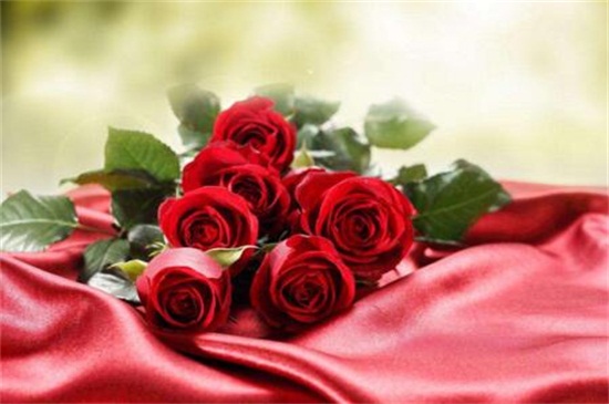 红色玫瑰花语11朵，代表着最爱只在乎你一人