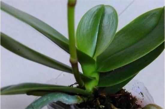 蝴蝶兰怎么繁殖出幼苗，花梗/断心催芽和切茎3种繁殖法