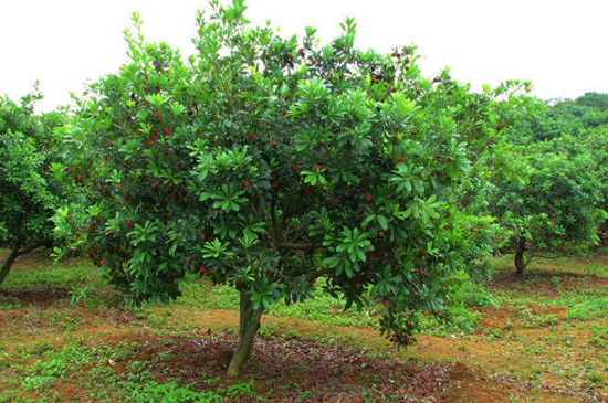 杨梅树一年能长多高，1～2米高/养杨梅树的注意事项