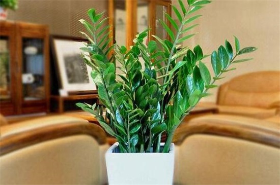 客厅摆什么植物旺家，盘点十种好养又旺家的风水植物