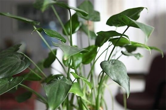 客厅摆什么植物旺家，盘点十种好养又旺家的风水植物