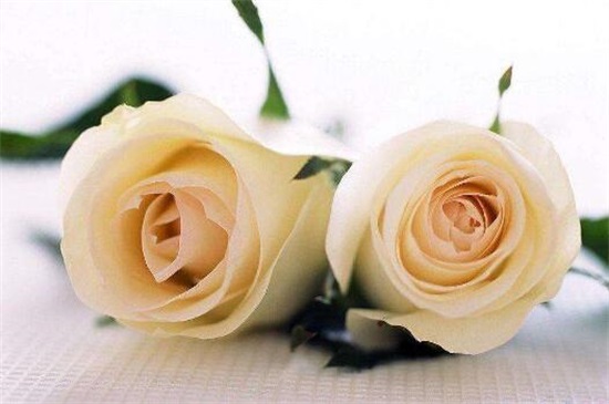 21朵白玫瑰的花语，真诚的爱你/你是我的最爱