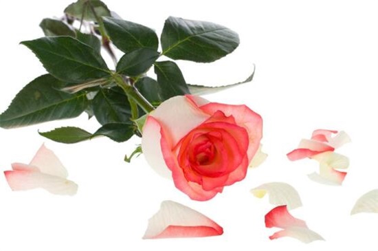 21朵白玫瑰的花语，真诚的爱你/你是我的最爱