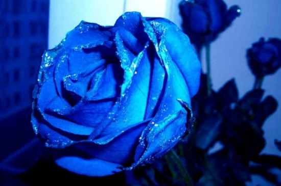 蓝色妖姬11朵代表什么意思，一心一意只在乎最爱的你